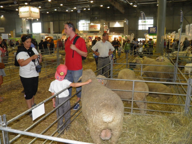 Národní výstava hospodářských zvířat a zemědělské techniky v Brně