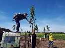 Výsadba stromů