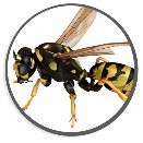 Dezinsekce