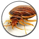 Dezinsekce