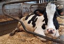 Pohodlné lože poskytuje odpočinek pro tvorbu mléka a celkovou kondici zvířat