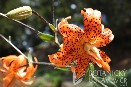 Lilium lancifolium 'Flore Pleno' lilie kopinatá