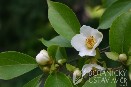 Stewartia pseudocamellia stewartie kaméliovitá