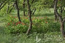Paeonia peregrina, Babadag, Rumunsko