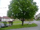 Lípa u návsy Lípa u návsy