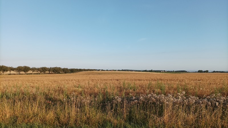 Rostlinná výroba