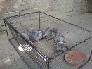 Odchycení holubi