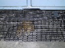 Odchycený potkan