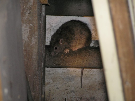 Potkan v suterénu domu