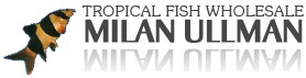 ULLMAN MILAN-TROPICAL FISH WHOLESALE 