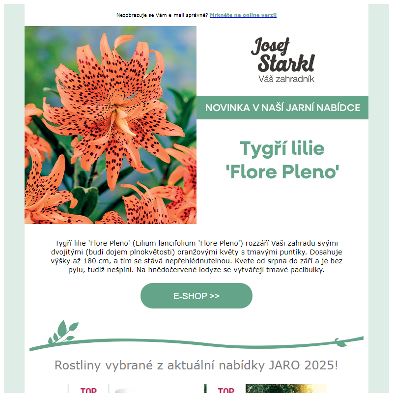 Josef Starkl | Novinka: Tygří lilie 'Flore Pleno'