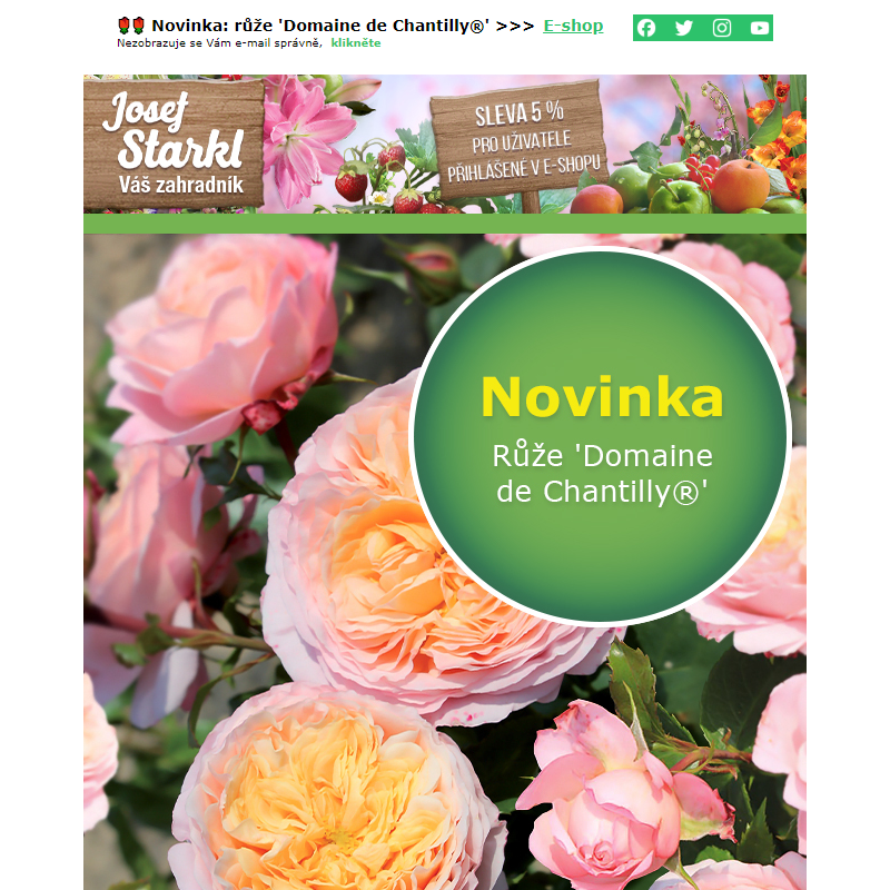 Josef Starkl | Novinka: Růže 'Domaine de Chantilly®'