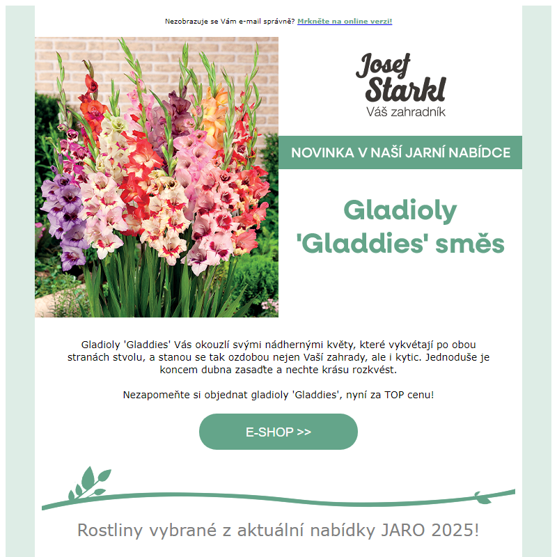 Josef Starkl | Nově v nabídce: Gladioly 'Gladdies' směs