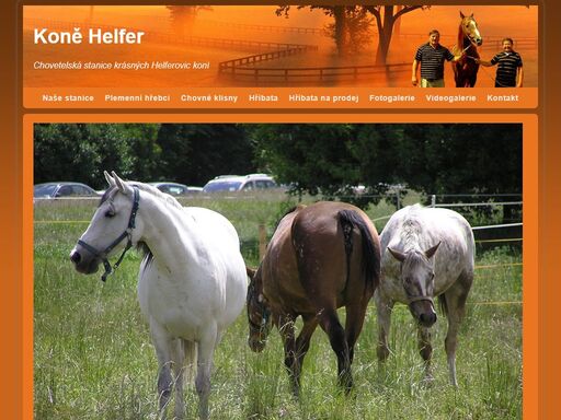 chovetelská stanice krásných helferovic koní