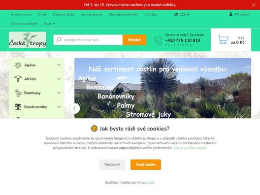 mrazuodolné palmy, stromové juky, agáve, bambusy, banánovníky, kaktusy a další exotické rostliny pro venkovní výsadbu.
