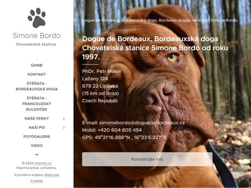 chovatelská stanice simone bordo, bordeauxská doga, dogue de bordeaux, krycí pes, nabídka štěňat