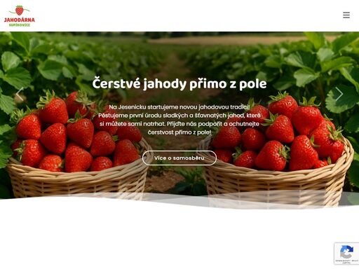 jahody z pole přímo do košíku! v supíkovicích startujeme první sezónu samosběru. přijeďte si natrhat čerstvé jahody z jeseníků.