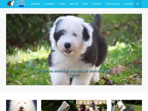 web chovatelské stanice modrý kaňon - plemene old english sheepdog - bobtail
