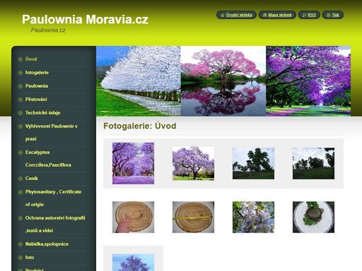 paulownia tomentosa,cfi,kirl,biomass,fortunei,9501,9502,9503,pao tong elongata,shan tong,shan dong,prodej sazenic paulownia.pavlonie,pavlovnie