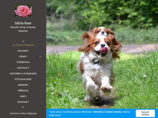 kavalír king charles spaniel