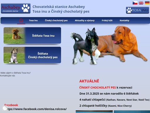 naše chovatelská stanice plemene tosa inu s názvem aschabey nabízí štěňata tosa-inu.