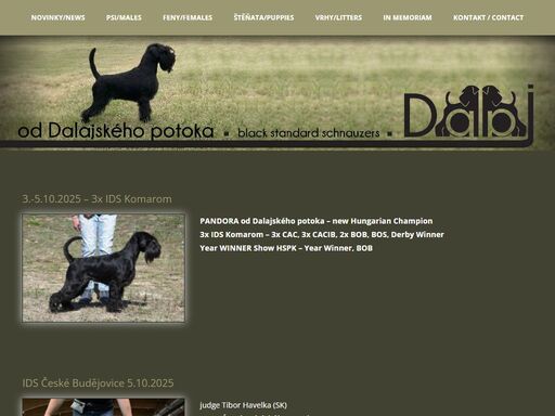 standard schnauzer black