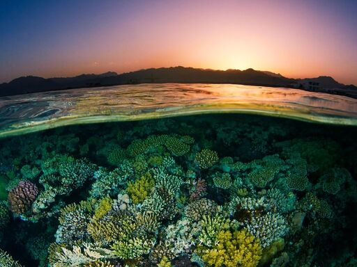 underwater photography