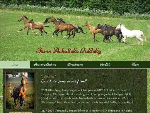 achalteke tukleky - high quality akhal teke horses for sale. chov a prodej achaltekinských koní.