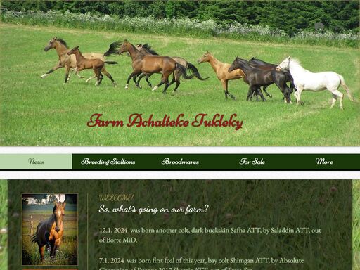 achalteke tukleky - high quality akhal teke horses for sale. chov a prodej achaltekinských koní.