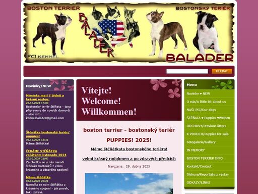 boston terrier - bostonský teriér balader