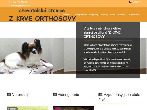 o plemeni papillon. chovatelská stanice papillonů. štěňata papillonů. informace o papillonech, historie papillonů, prodej papillonů.
