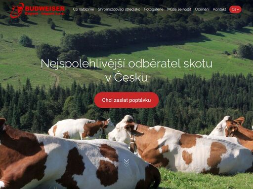 výkup skotu a ovcí. nejspolehlivější odběratel skotu v česku.