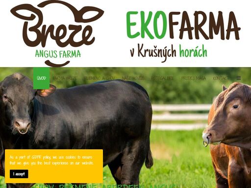 breze a.s., farma, ekofarma, skot aberdeen angus, biohovězí, chov hovězího dobytka, plemenu aberdeen angus, vakuově balené
biohovězí maso plemene aberdeen angus, plemenné býky, jalovice, kvalitní maso na šťavnaté steaky, silné vývary, roastbeefy, tataráky a další oblíbené pochoutky z hovězího masa, maso té nejvyšší kvality, certifikát na bioprodukty kontrolní organizace kez, vysoký roštěnec, nízký roštěnec, plec, plec loupaná, líčka, krk, hrudí s kostí, hrudí bez kosti, husička, přední kližka, zadní kližka, pravá svíčková, žebro, pupek, květová špička, ořech, zadní kýta vrchní šál, zadní kýta spodní šál, váleček, falešná svíčková, maso pro dušení a vaření, flank steak, steak, dušený plátek hovězího nebo pečeni, rib eye steaky, rib eye steaky, sirloin steaku, guláš, masové rolády., 