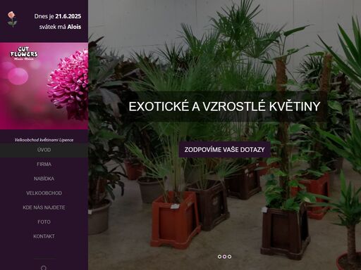 nabízíme řezané a hrnkové květiny pro velkoobchodní odběr.