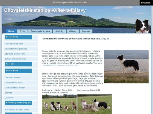 chovatelská stanice border kolií kvítek z pálavy
