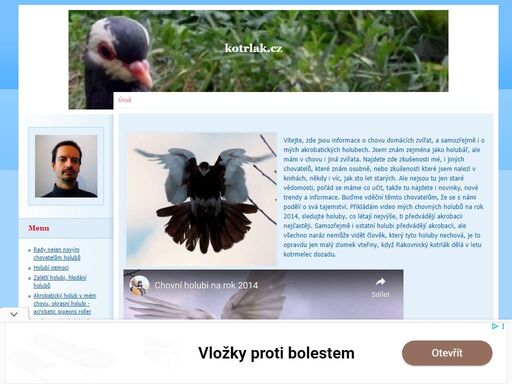 chovatel akrobatických holubů miroslav matula a jeho chov rakovnického kotrláka. zajímavosti o holubech, videa akrobacie holubů, rady novým chovatelům