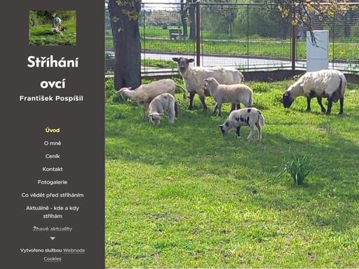 služba stříhání ovcí - profesionální, rychlá a kvalitní stříž s pozitivním přístupem k ovečkám