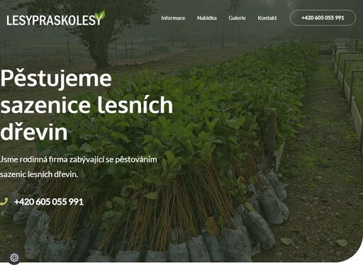 prodej sazenic lesních stromů. rodinná firma lesypraskolesy s.r.o. nabízíme sazenice lesních dřevin - různé druhy.