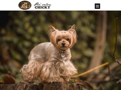 psí salon chicky, stříhání psů, koupání psů, stříhání drápků, číštění análních žláz.