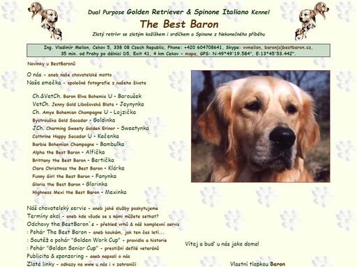 the best baron - golden retriever & spinone italiano kennel - zlatý retrívr se zlatým kožíškem i srdíčkem a spinone z nekonečného příběhu