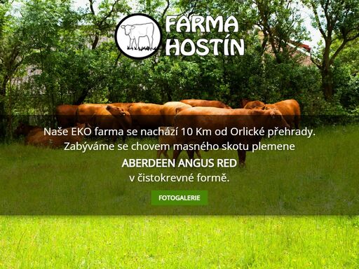 zabýváme se chovem masného skotu plemene aberdeen angus red v čistokrevné formě.