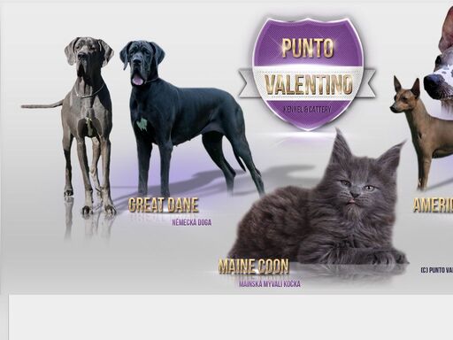 punto valentino - německá doga, americký bezsrstý teriér, maine coon cattery * chovatelská stanice