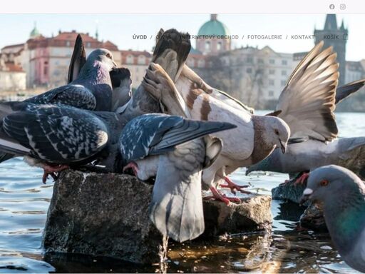 holubi tu žijí s námi. naučme se je respektovat. jako každý živý tvor si zaslouží naši pozornost.