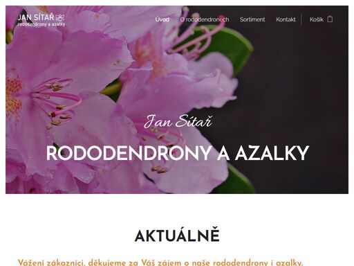rododendrony, azalky vážení zákazníci, děkujeme za váš zájem o naše rododendrony i azalky. rostliny jsou nyní v růstu a po skončení letních veder - předpoklad je konec srpna až začátek září - bude pro vás v naší okrasné školce opět připraven rozmanitý sortiment rododendronů a velkokvětých i japonských azalek, vizte v nabídce sortiment.