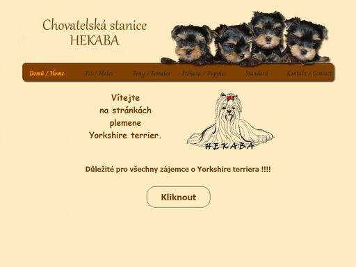 jorkšírský teriér / yorkshire terrier - chovatelská stanice hekaba - chovatelská stanice přešťovice u strakonic