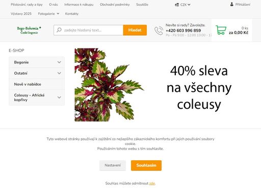  český specialista na pěstování a šlechtění hlíznatých begonií (od roku 1998). nabízíme begonie velkokvěté, převislé,multiflory,drobnokvěté,voskovky,balkonové rostliny, coleusy. 