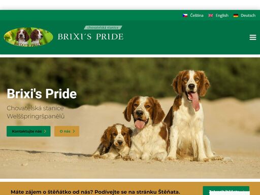 brixi's pride - chovatelská stanice - welššpringršpaněl, velššpringršpaněl, zuzana brixí - +420 604 57 52 41